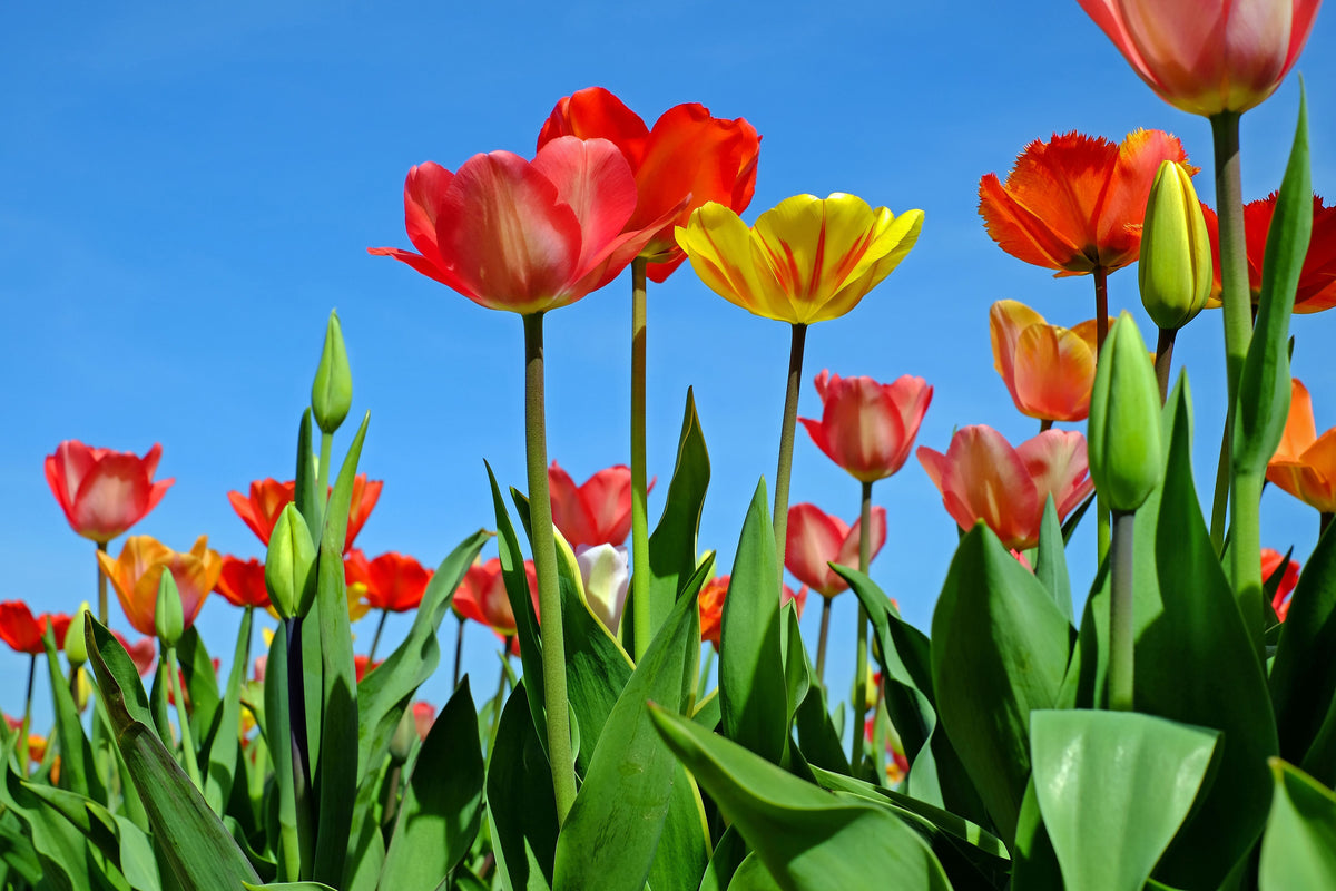 acrylic-print-wild-tulips