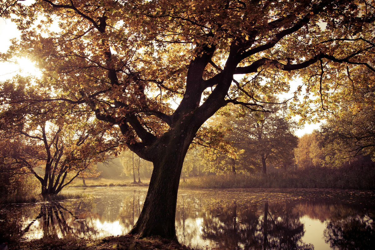3-piece-canvas-print-landscape-park