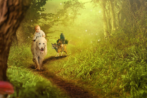 acrylic-print-forest-excursion