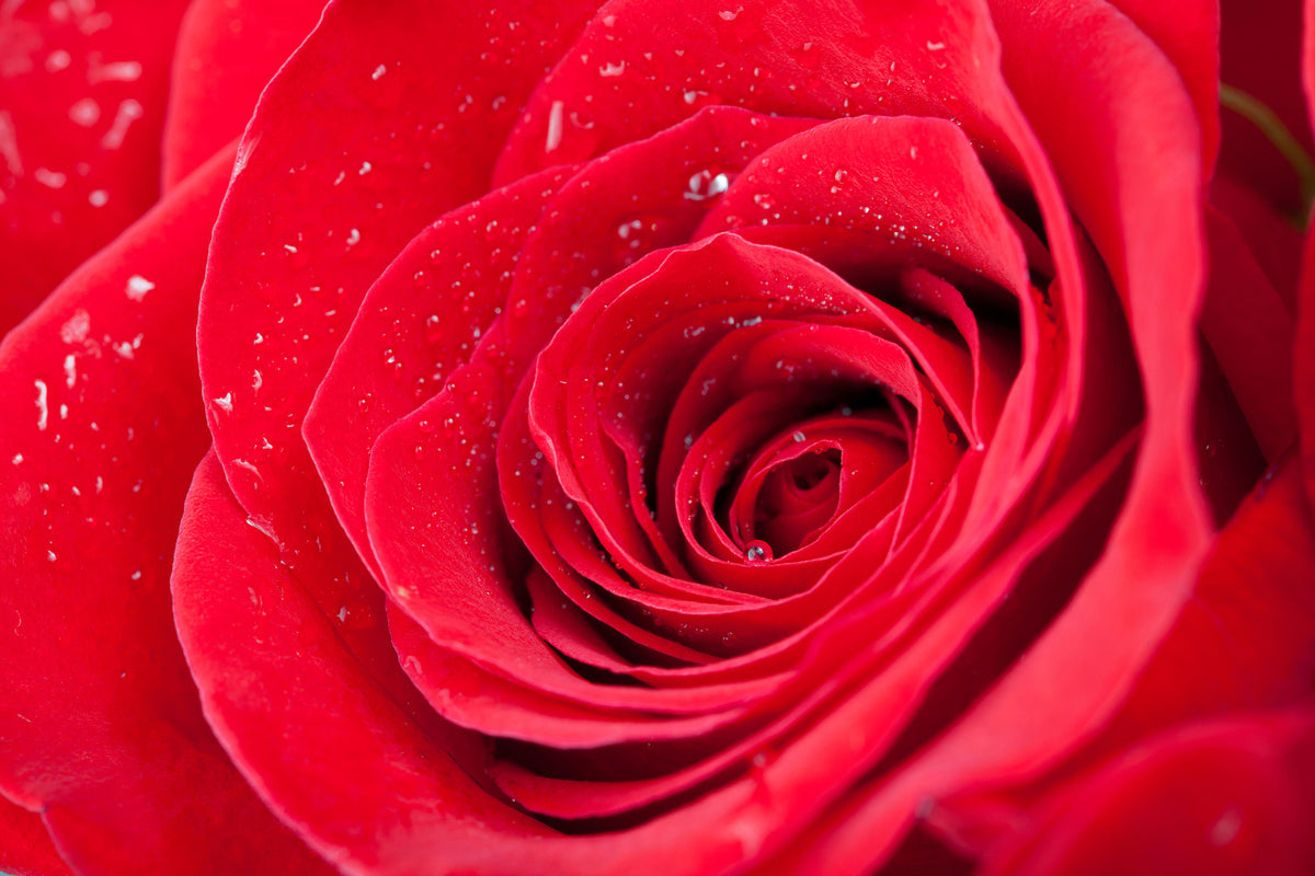modern-3-piece-aluminium-print-red-rose-in-morning-dew