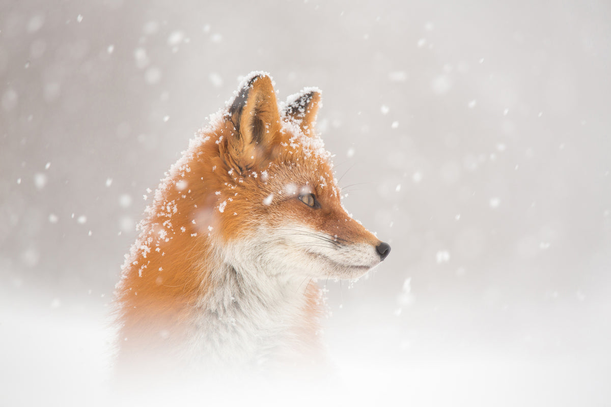 framedcanvas-print-snow-is-fallingab-x