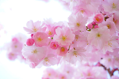 poster-print-japanese-cherry-blossom-xl