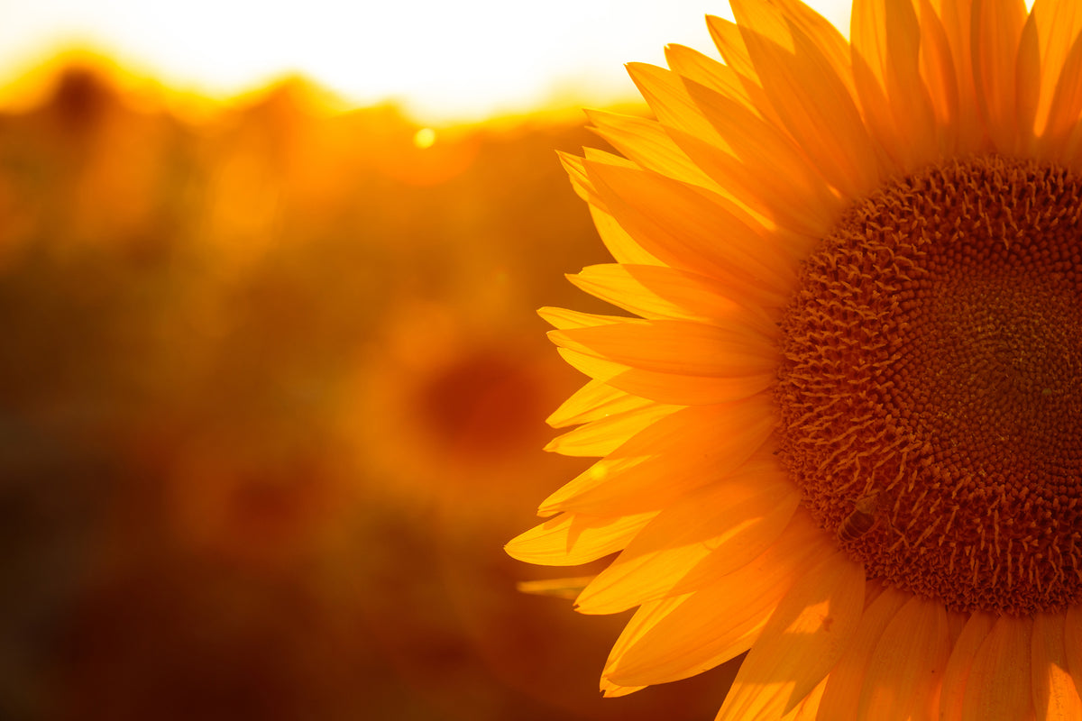 modern-3-piece-aluminium-print-macro-sunflower