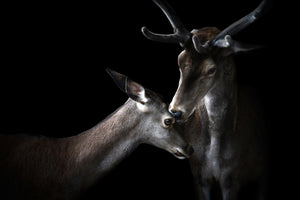 framedposter-print-tenderness-x