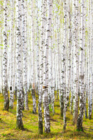canvas-print-the-birch-forest-in-the-spring