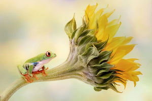 acrylic-print-red-eyed-tree-frog-on-a-sunflower-x