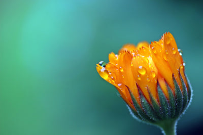 poster-print-marigold-in-morning-dew