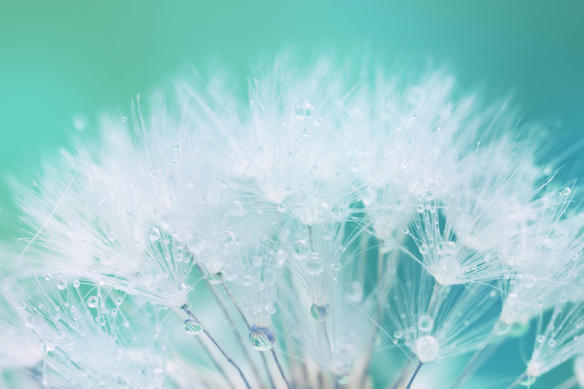 acrylic-print-close-up-dandelion-in-morning-dew