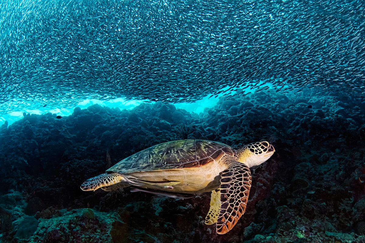 framedcanvas-print-turtle-and-sardines-x