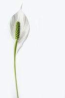 framedcanvas-print-the-peace-lily
