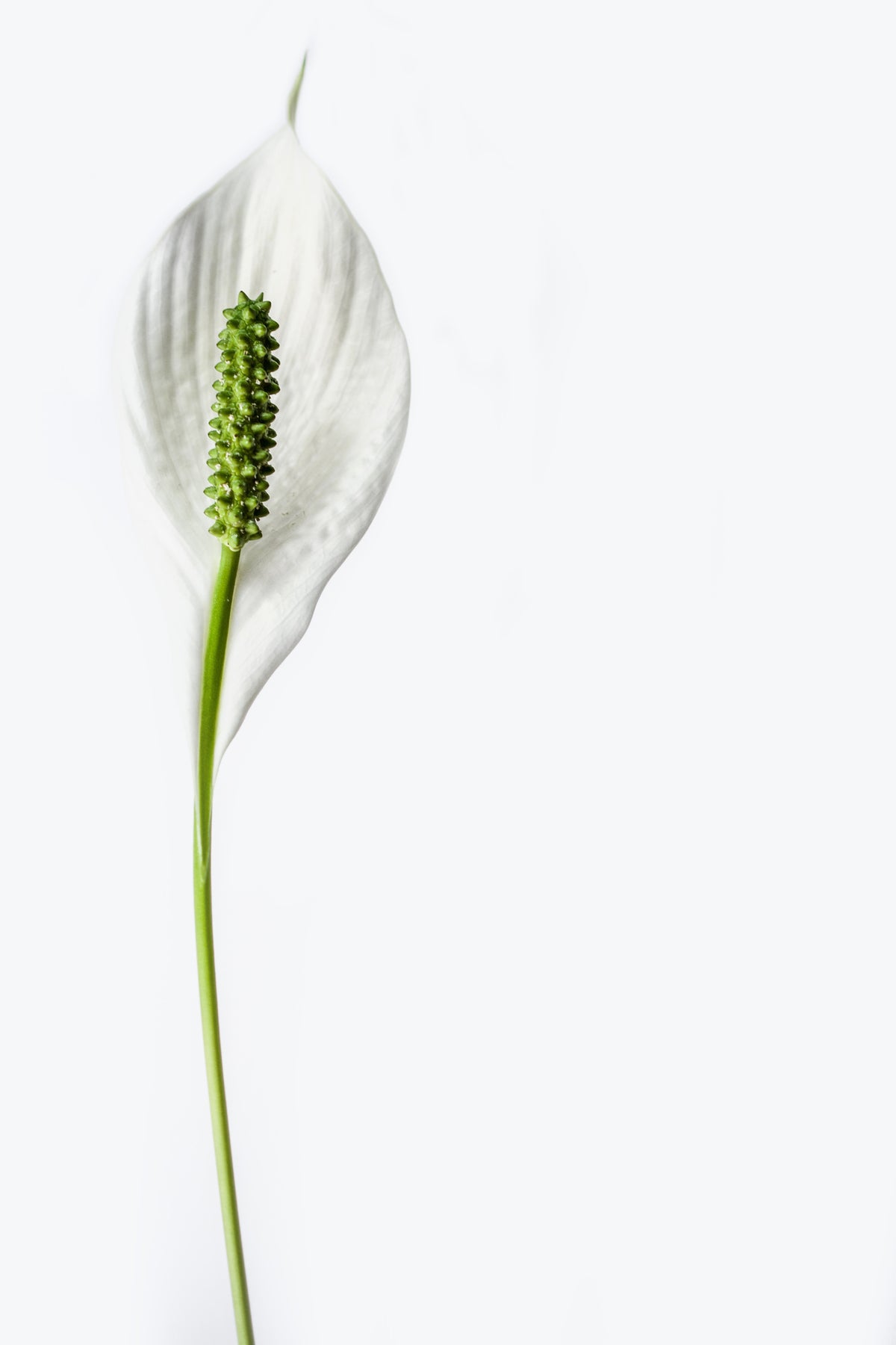 framedcanvas-print-the-peace-lily