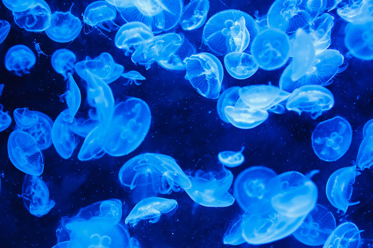 aluminium-print-many-jellyfish-in-the-blue-water