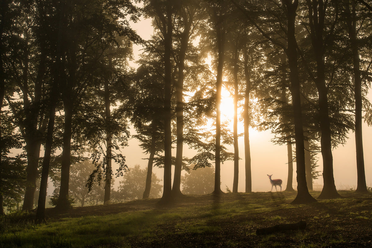 aluminium-print-deer-in-the-morning-mist