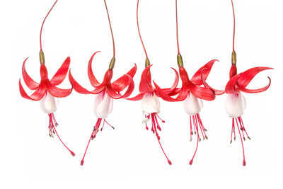 poster-print-fuchsia-x
