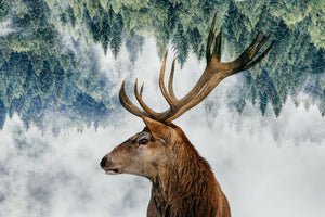 acrylic-print-the-deer-and-the-woods-x