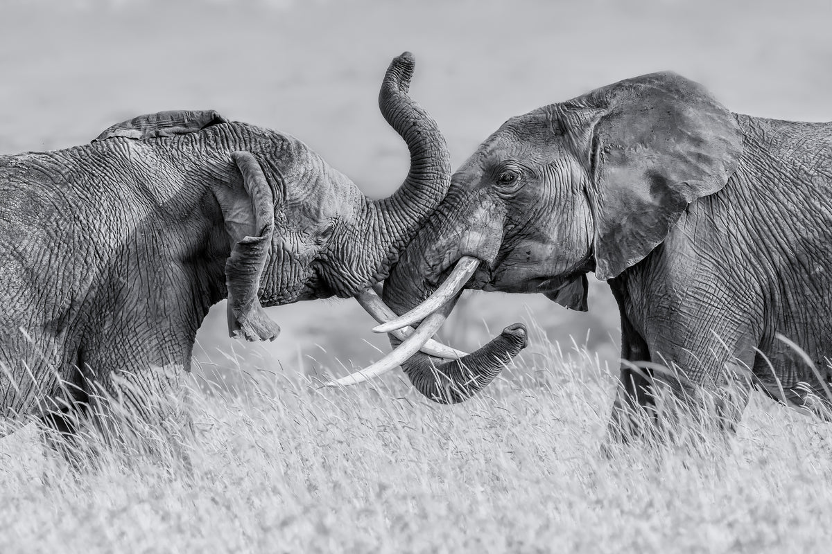 framedposter-print-elephant-qtai-chiq-x