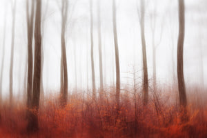 acrylic-print-endless-woods-x