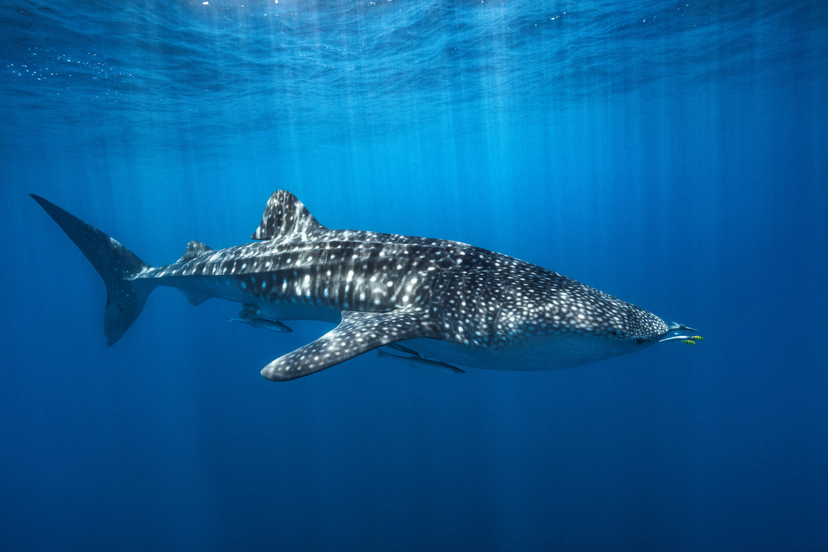 framedcanvas-print-whale-shark-in-the-blue-x