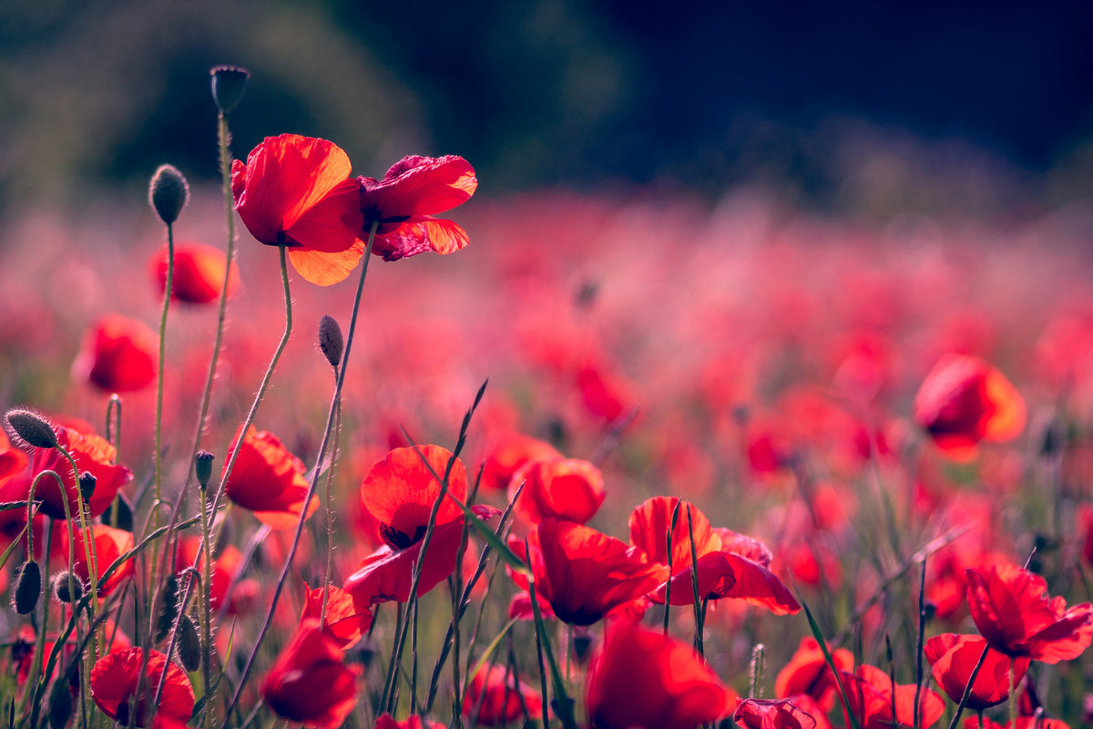 modern-3-piece-aluminium-print-in-the-poppy-field