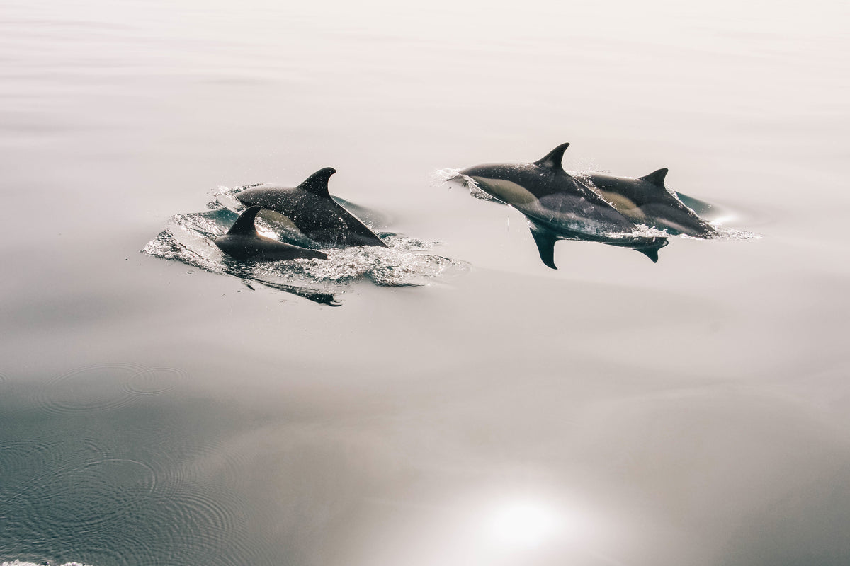 3-piece-aluminium-print-the-dolphins