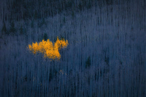 aluminium-print-heart-of-aspens