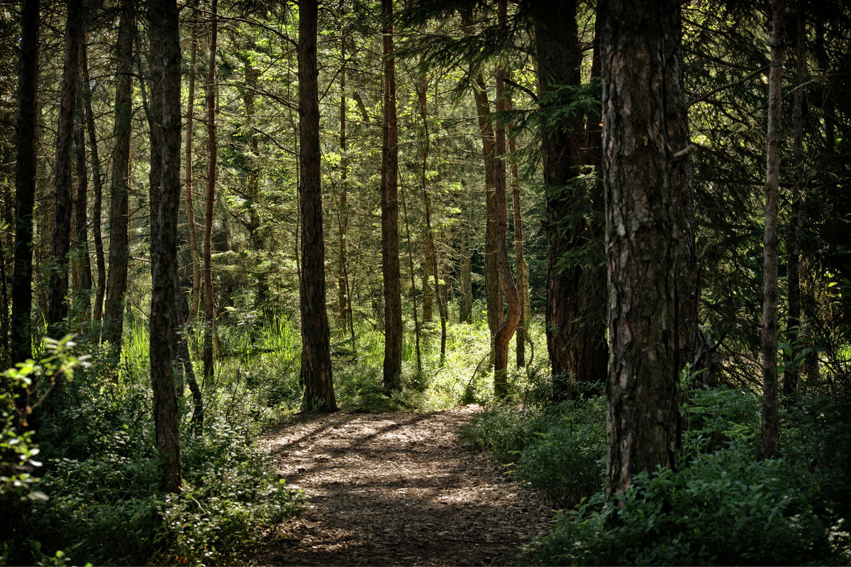framedcanvas-print-many-trees