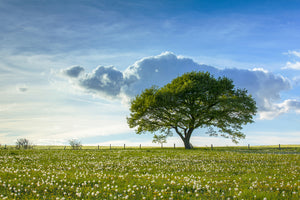 3-piece-canvas-print-spring-tree