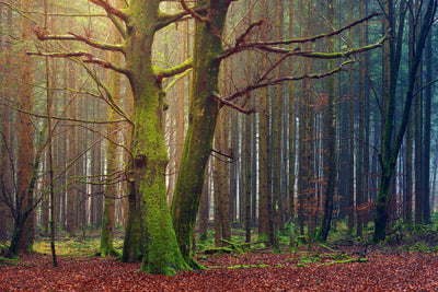 poster-print-alone-in-the-woods