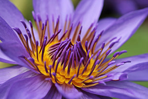 3-piece-aluminium-print-xxl-water-lily-in-purple
