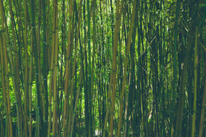 framedposter-print-in-the-middle-of-the-bamboo