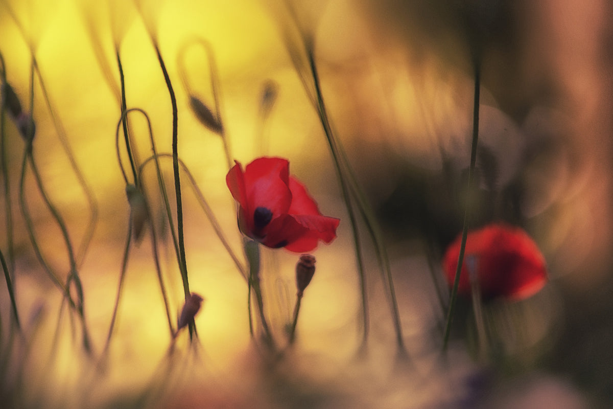 poster-print-untitled-xvi-p