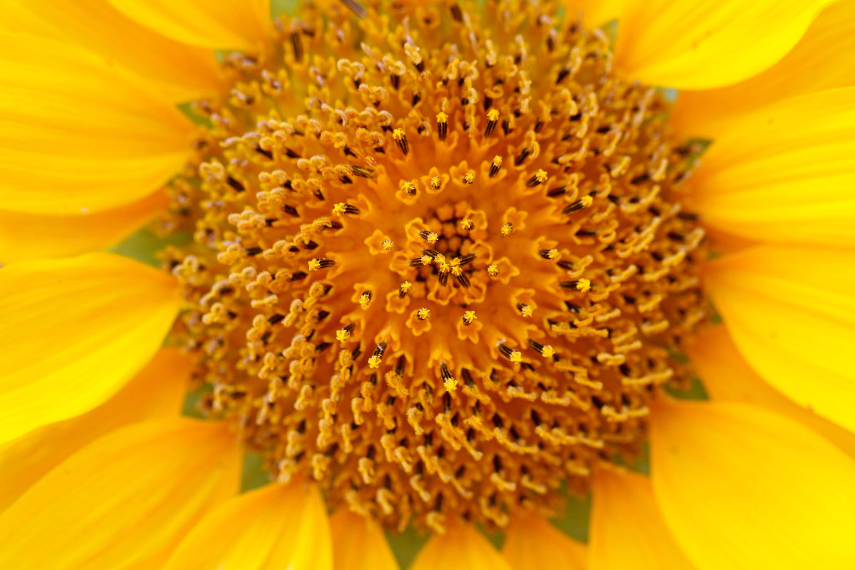 3-piece-aluminium-print-beautiful-buds-of-the-sunflower