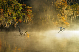 acrylic-print-egret