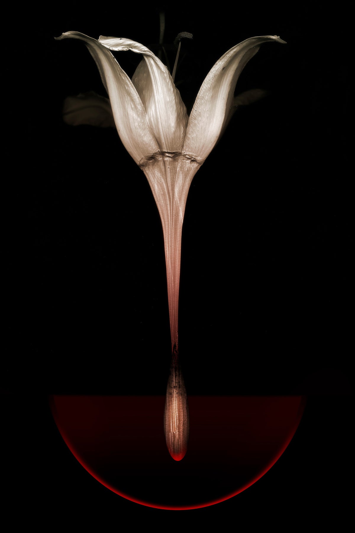 poster-print-floating-lily
