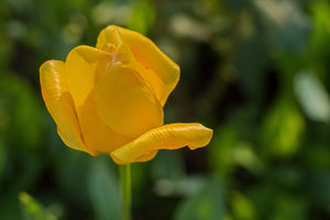 3-piece-aluminium-print-yellow-tulip-xl