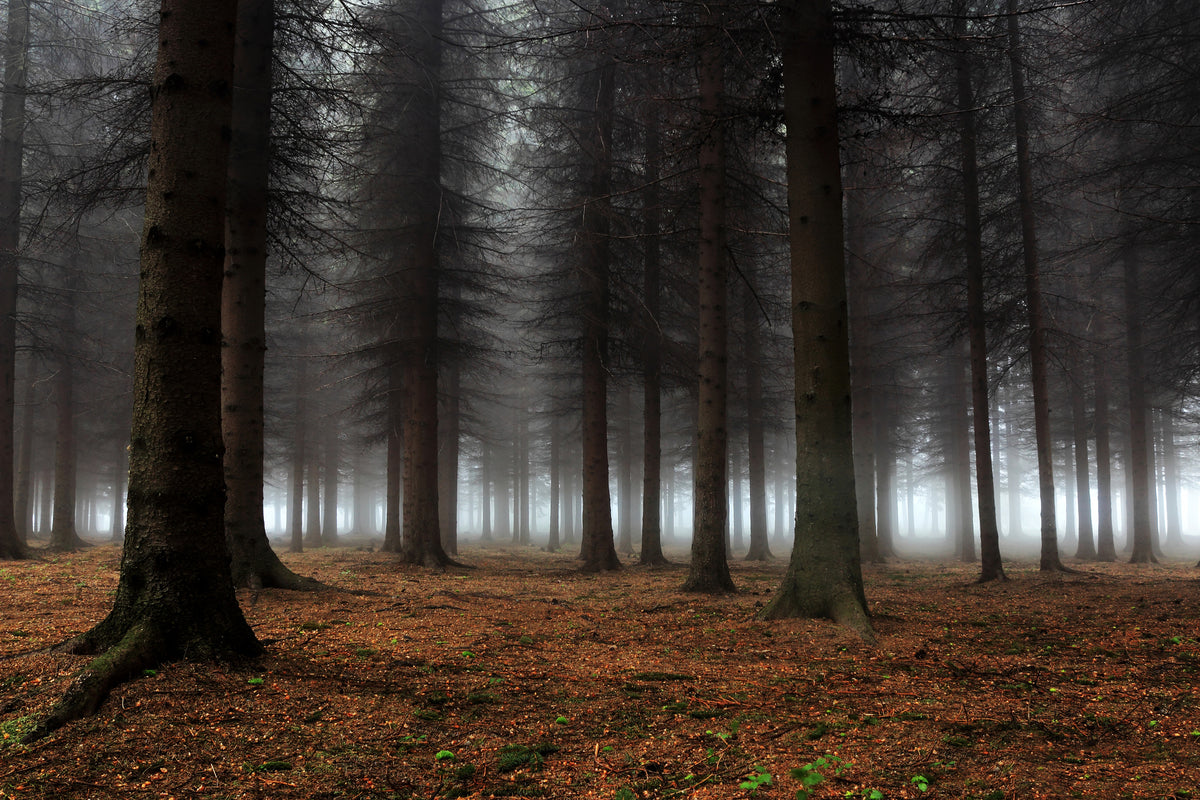 canvas-print-place-of-silence-x