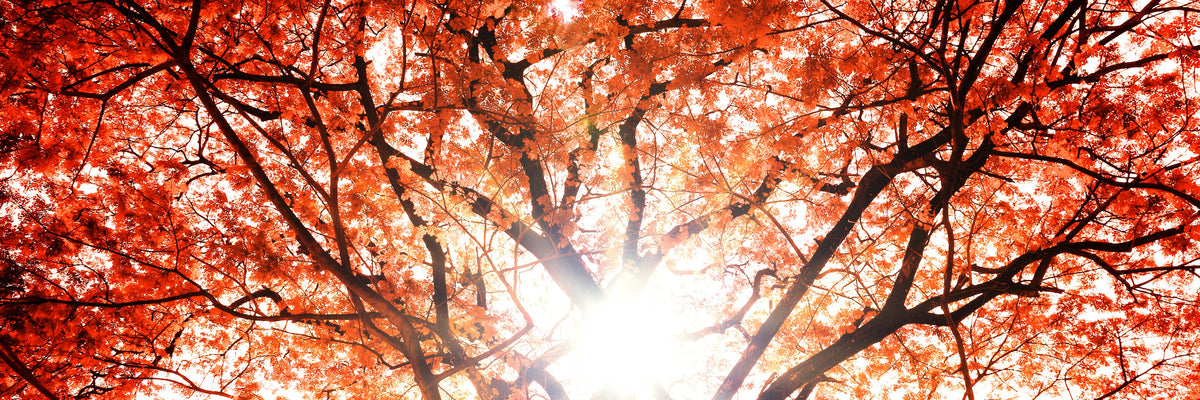 panoramic-acrylic-print-light-of-autumn-panorama