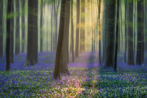 framedcanvas-print-daydreaming-of-bluebells-xfv
