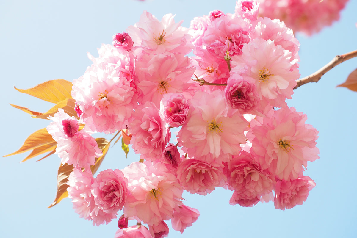 canvas-print-the-cherry-blossoms