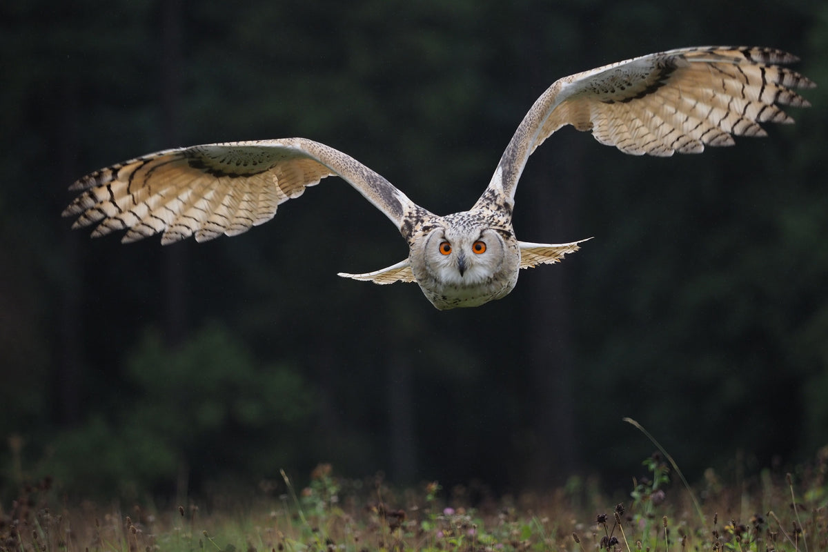 3-piece-aluminium-print-the-owl