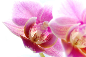 3-piece-acrylic-print-magnificent-phalaenopsis
