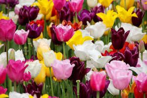 3-piece-canvas-print-colorful-tulip-field