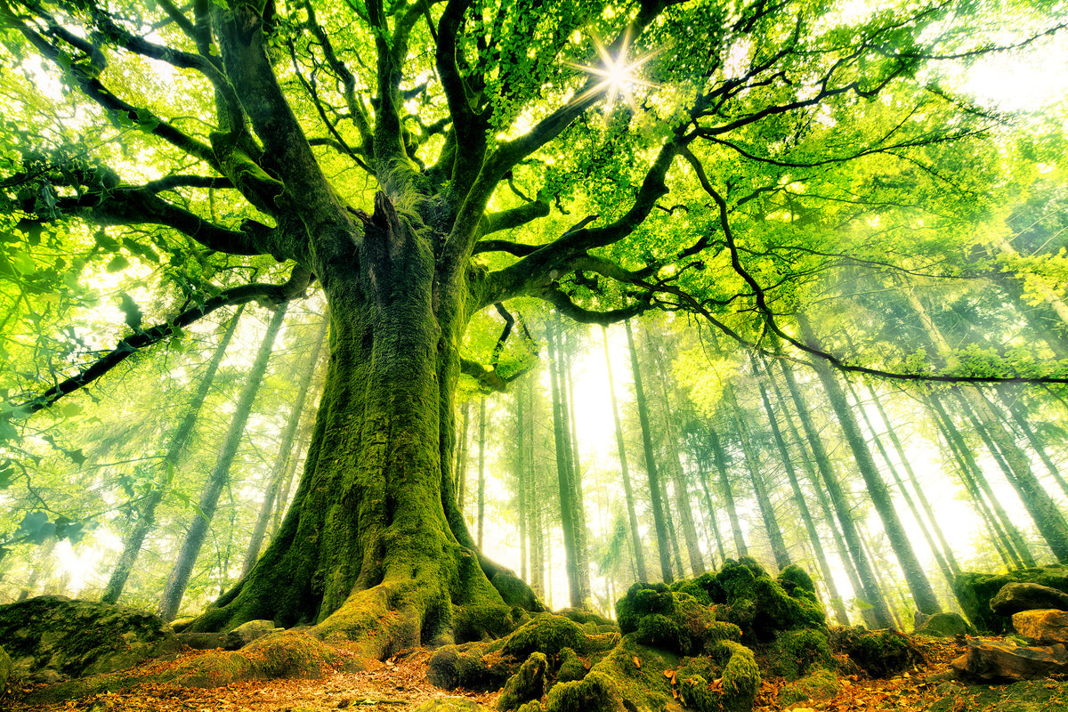 aluminium-print-ponthus-beech