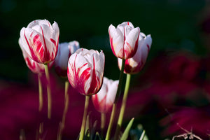 modern-3-piece-aluminium-print-the-beauty-of-the-tulips