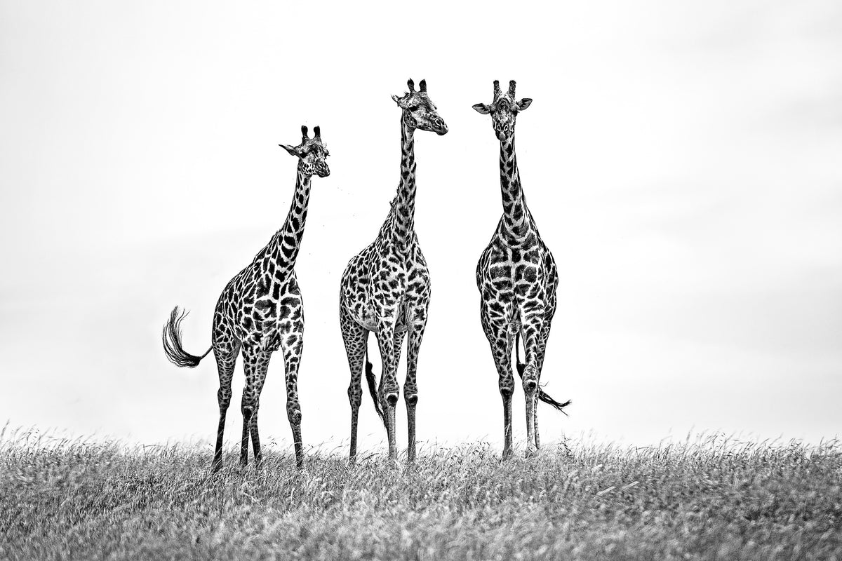 framedposter-print-giraffes-in-the-mara-plains-x