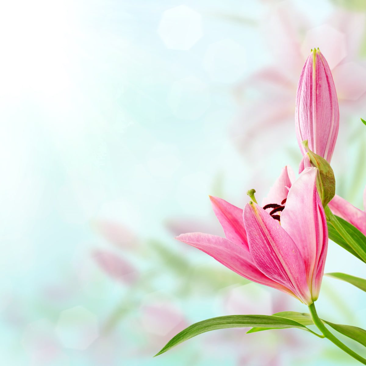 canvas-print-romantic-lilies