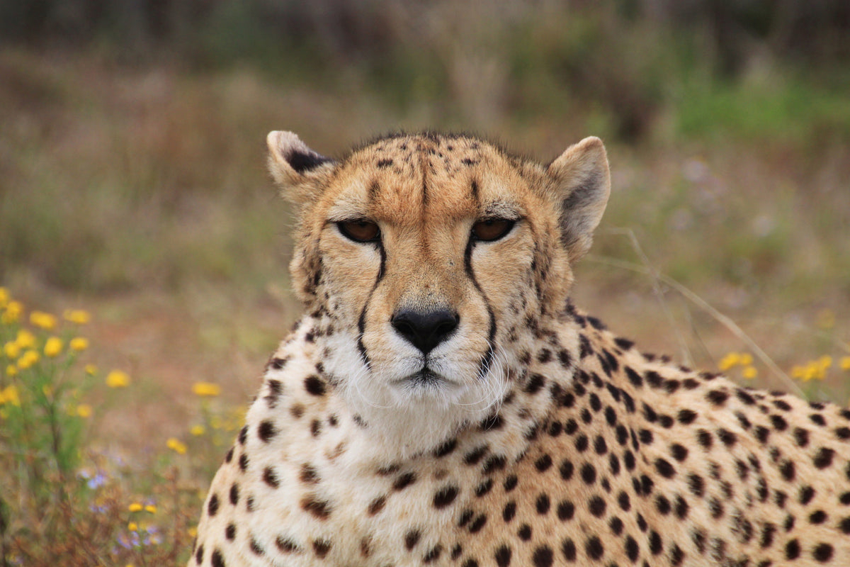 3-piece-aluminium-print-cheetah-xl