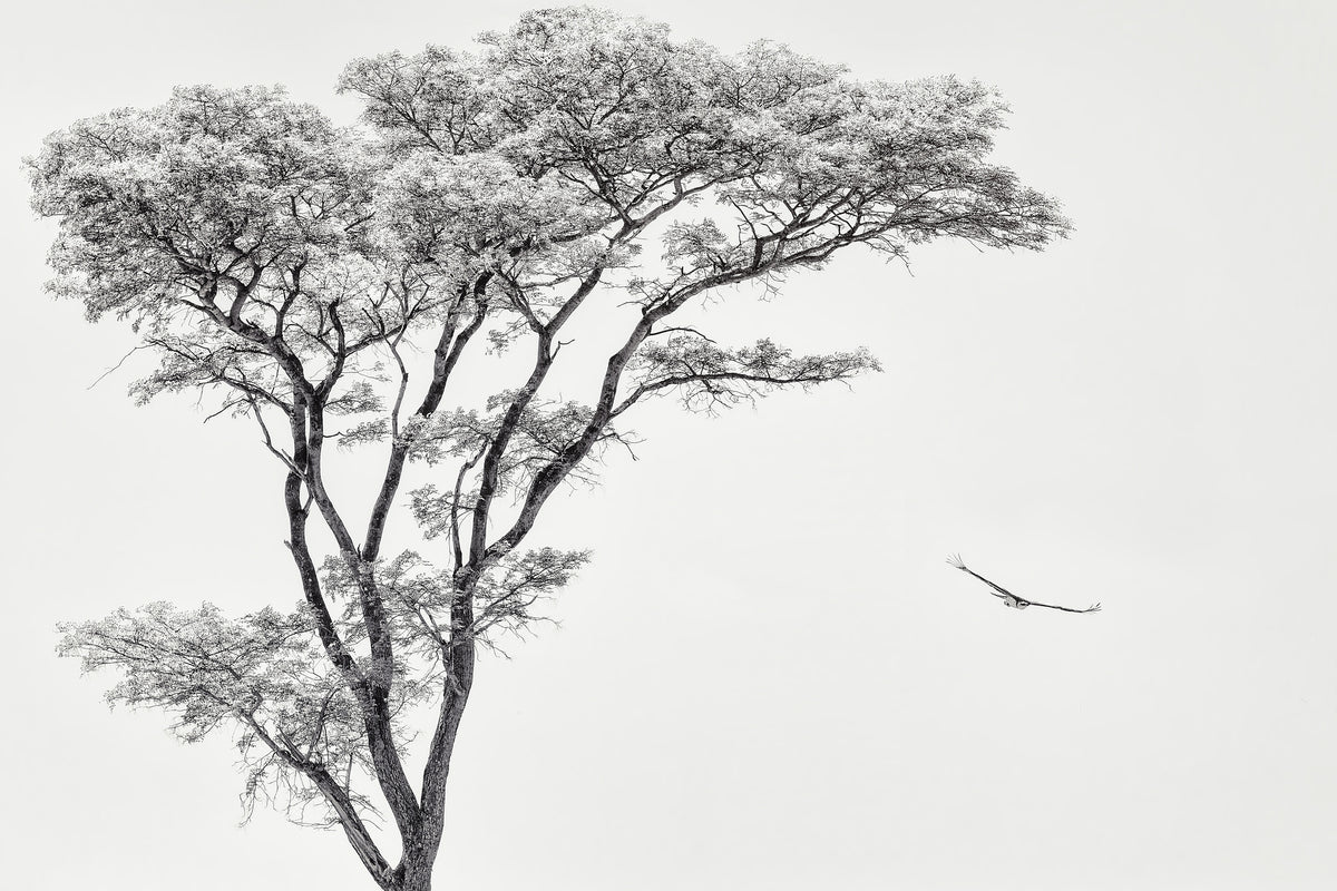 modern-3-piece-acrylic-print-the-african-eagle
