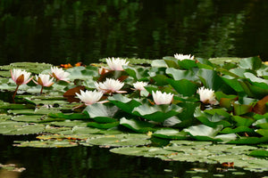 3-piece-acrylic-print-a-field-full-of-water-lilies