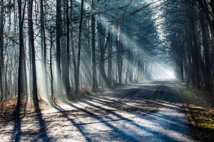 3-piece-aluminium-print-forest-in-the-light-beam